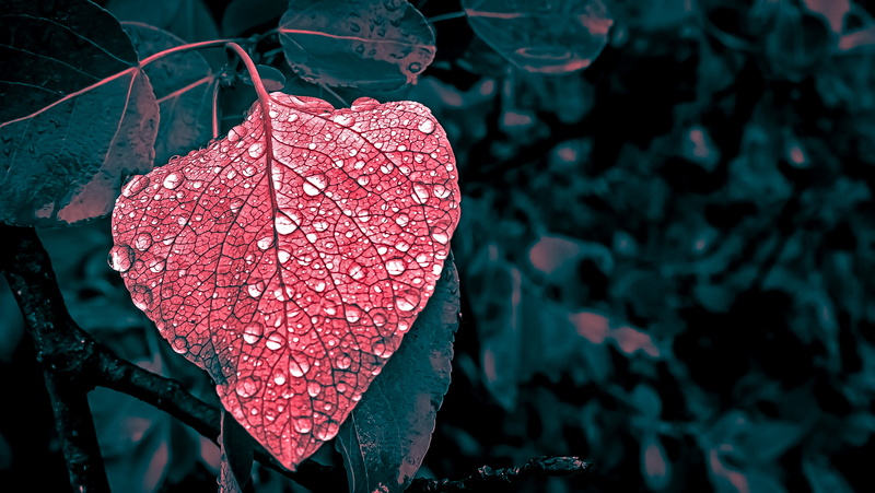 red leaf, heart, texture, season, nature, moisture, water  droplet, leaf, red, backgrounds, leave, 4K, artsy, Vascular, black  white, autumn, plant, blood