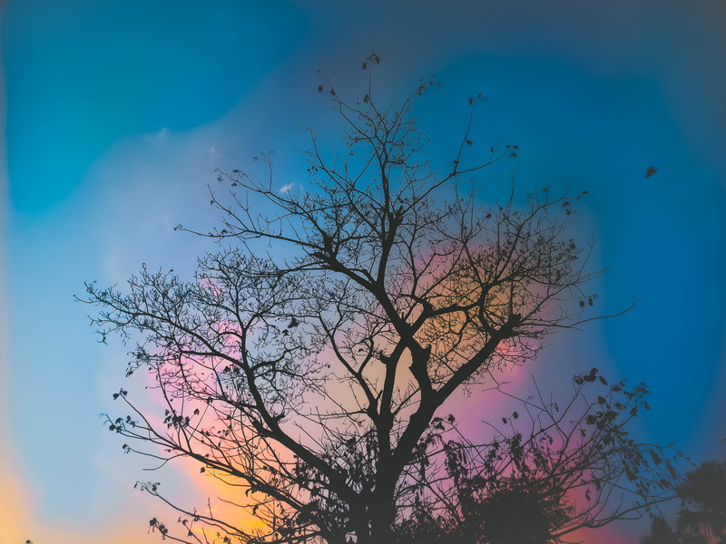 cloud - sky, silhouette, angle, sun, no people, dawn, summer, beautiful, bare, bare tree, leaves, growth, flora, tranquility, pink color, color, photography