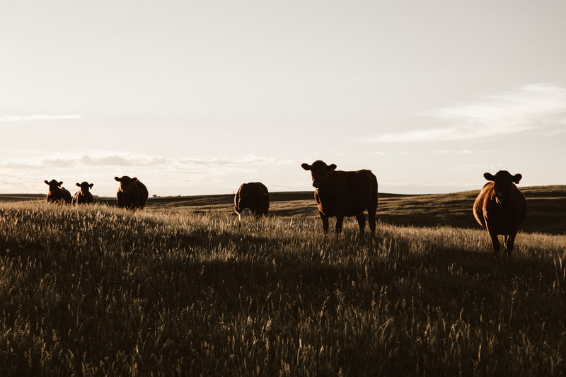 sunrise, nature, albertum, medium group of animals, wilderness, herbivorous, explore, backroad, grass, group of animals, adventure, livestock, animals in the wild