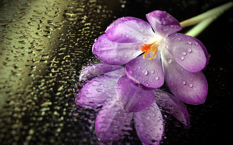 purity, fragility, no people, rain, water, drop, purple, textile, dew, pink, flower head, rainy season, floral, outdoors, plant, macro, 2K, raindrop, purple flowers