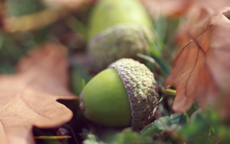 wellbeing, green color, food and drink, fruit, freshness, nature, green, 2K, selective focus, outdoors, food, acorns, black, macro, plant part, close-up