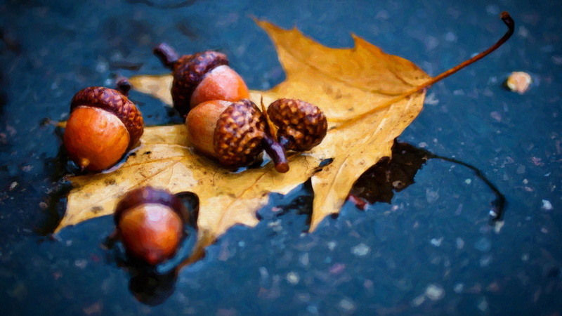 autumn, plant part, food and drink, maple leaf, close-up, fruit, macro, healthy eating, selective focus, high angle view, leaf, food, five, day, ripe, nut - food