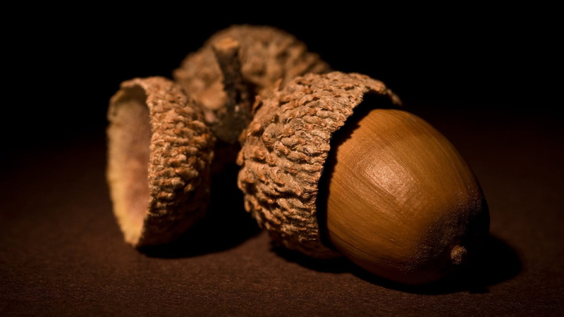 nature, 1080P, two objects, small group of objects, black background, brown, group of objects, food, nut - Food, tree, macro, close-up, backgrounds, healthy eating