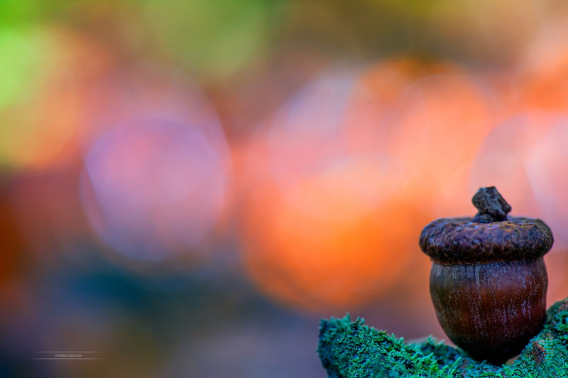 food and drink, beauty in nature, 1080P, moss, close-up, animal wildlife, no people, food, acorns, animal, animal themes, outdoors, shell, focus on foreground