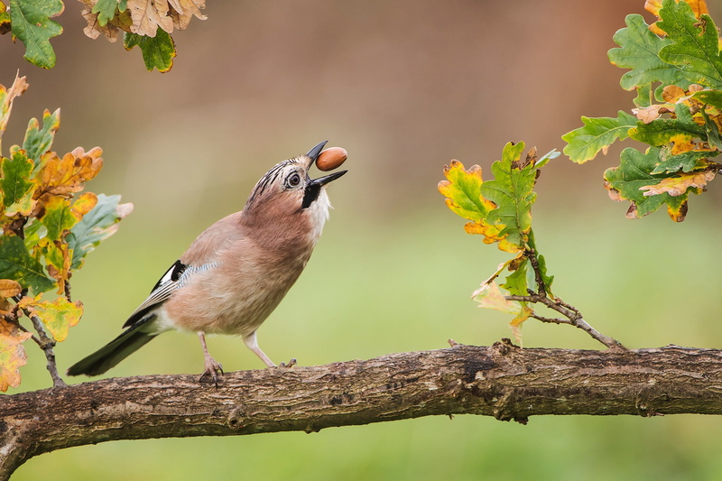 bird, branch, leaves, Jay, oak, acorn, 1080P, autumn