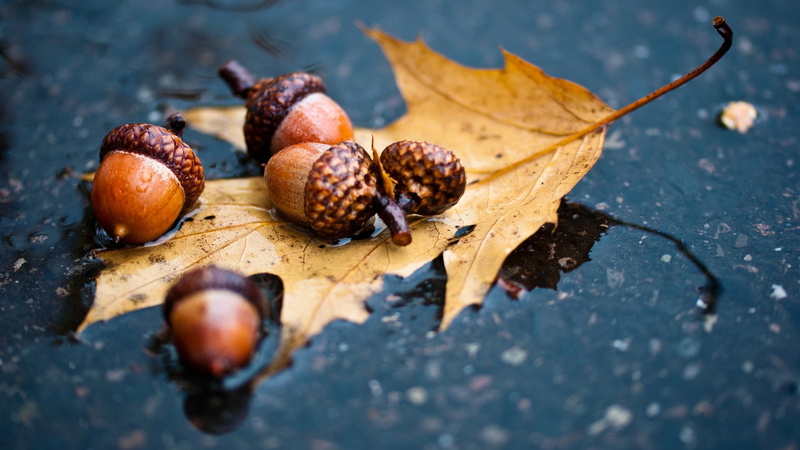 autumn, nature, macro, acorn, leaf, water, 1080P, hd