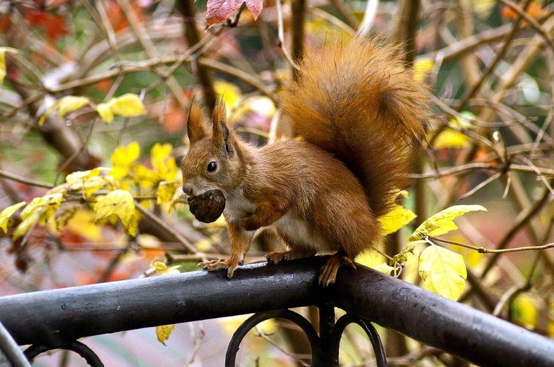 one animal, vertebrate, outdoors, acorn, cute, tree, mammal, rodent, animal, animals in the wild, squirrel, wildlife, fall, hair, monkey, leaf, plant part