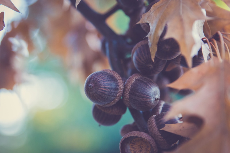 a lot, fruit, 1080P, acorns