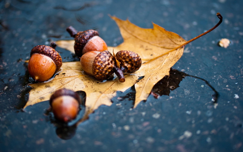 Ground, brown, 1080P, Water, Autumn, acorns, Leaf, Acorn