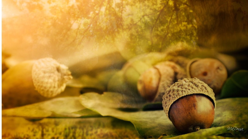 yellow, harvest, nuts, morning, 1080P, sunshine, nature and landscap, autumn, fall, leaves, acorn, trees, gold