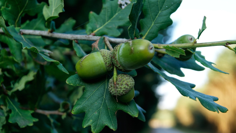 4K, fruit, healthy eating, freshness, raw food, green, outdoors, beauty in nature, wellbeing, plant, day, oak, no people, focus on foreground, food and drink