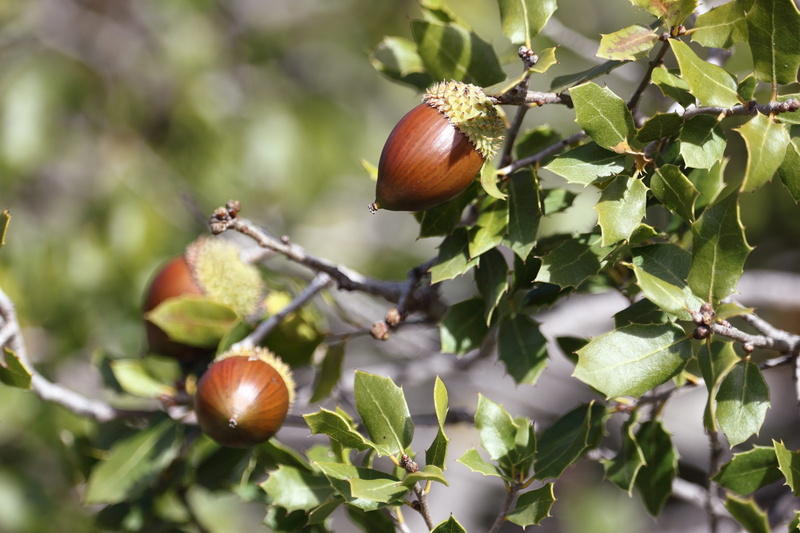 food, nut, close-up, day, branch, outdoors, tree, plant part, fruit, growth, nut - food, autumn, branches, green, leaves, plant, nature, healthy eating
