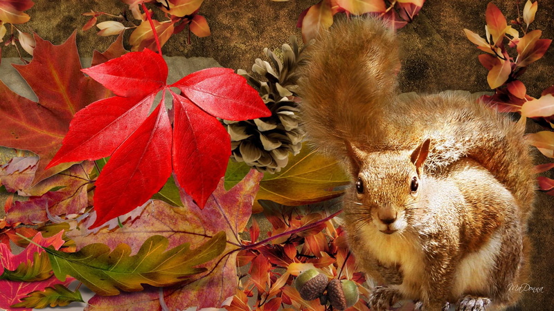 squirrel, acorns, leaves, fall, animals, firefox persona, autumn, cone, 1080P