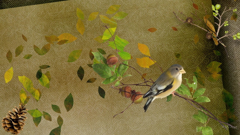september, green pinecones, calling, firefox persona, pinecones, fall, leaves, acorns, 3d and abstr, 1080P, abstract, autumn, bird