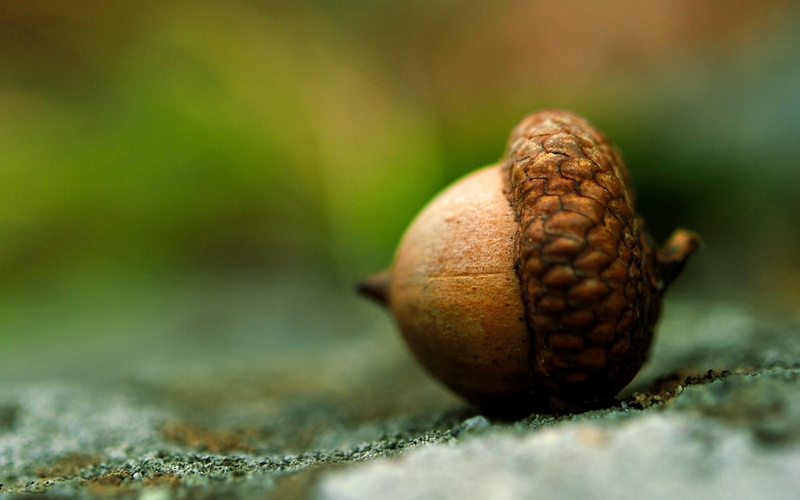macro, nut, hd, acorn, brown, nature, 2K