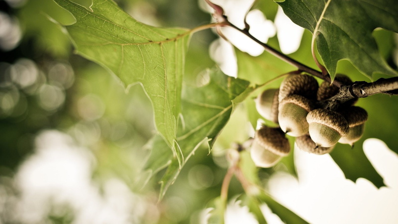 1080P, hd, macro, leaves, acorn, nuts, nature