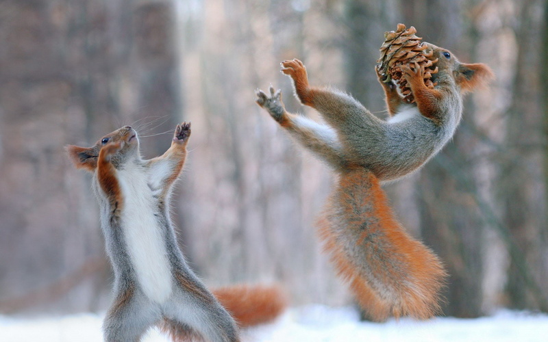 close-up, animal themes, Rodent, mammal, vertebrate, day, focus on foreground, two animals, cold temperature, animals in the wild, nature, group of animals