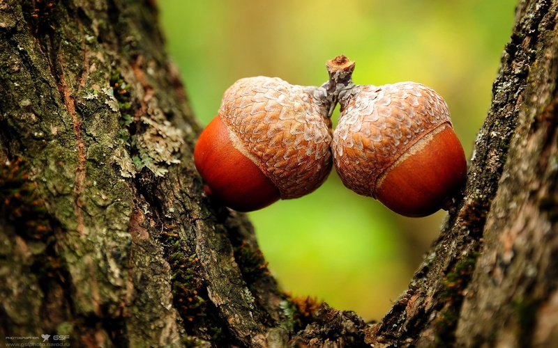 1080P, macro, acorns, hd, nature