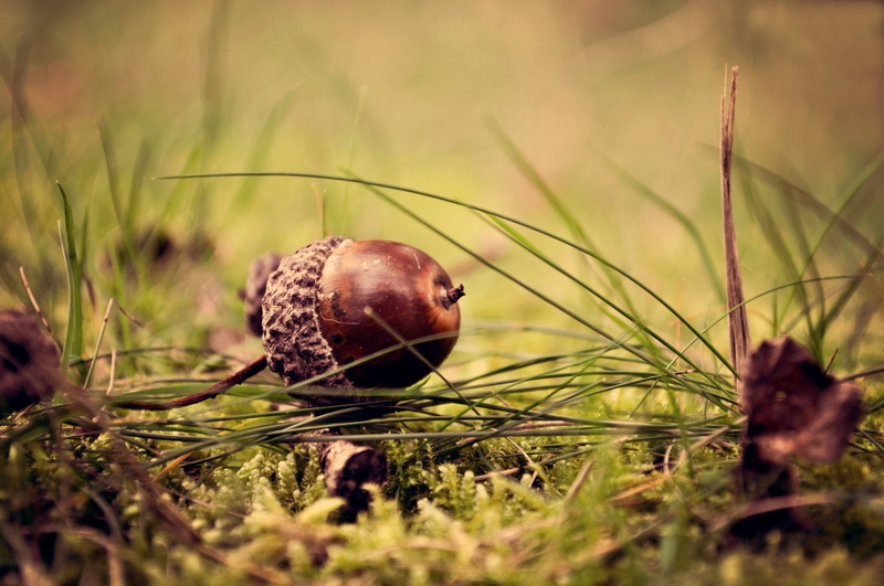 green Color, food, close-up, shell, growth, tree, animal themes, seed, nut - Food, field, animals in the wild, selective focus, 1080P, day, brown, moss