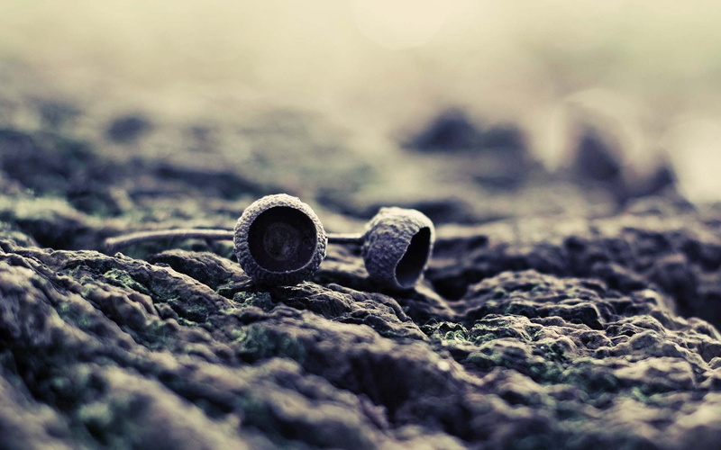 no People, rough, solid, screw, flowers, petaled, stones, still life, day, selective focus, backgrounds, textured, single object, outdoors, metal, brown