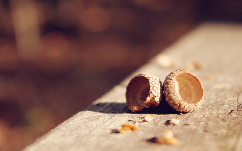 wood - Material, walnut, outdoors, gourmet, wood, healthy eating, macro, no People, close-up, background, spice, nut, day, food, sunlight, selective focus