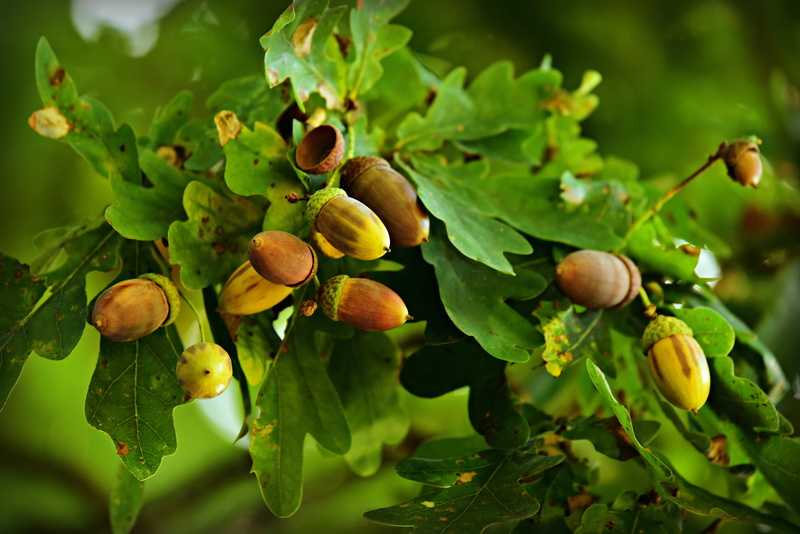 growth, no people, food, green, ripe, plant part, nature, wellbeing, green color, fruit, food and drink, oak tree, tannin, healthy eating, acorn, freshness