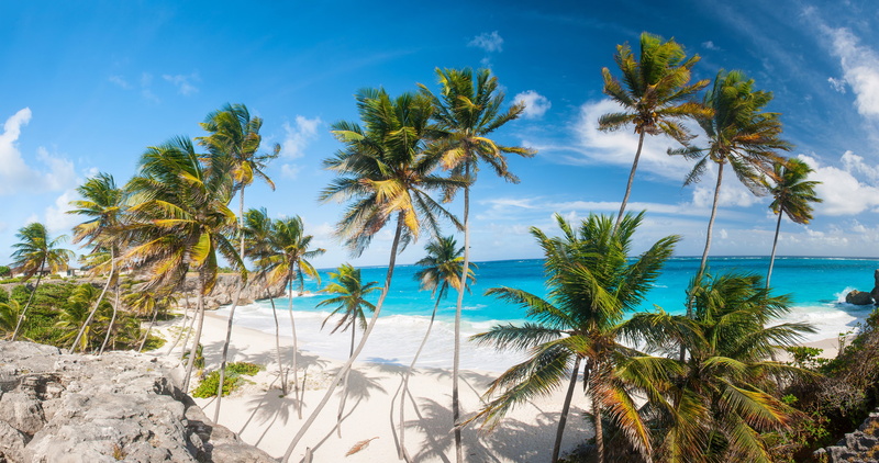 tropical tree, the sun, nature, scenics - nature, coast, water, sand, vacation, tree, cloud - sky, summer, trees, land, blue, tropical climate, outdoors
