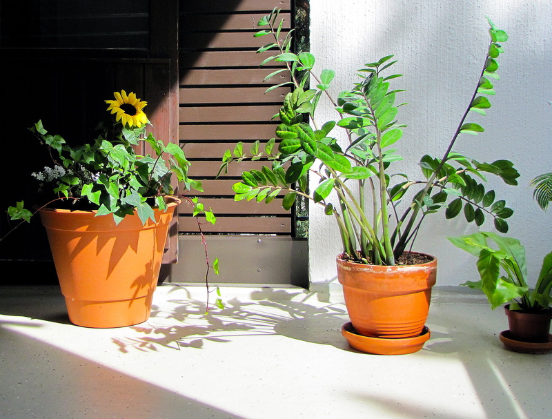 sunlight, zamioculcas, balcony plants, leaf, Balcony, plant, front or back yard, architecture, day, plants on the balcony, shadow, growth, gardening, 2K