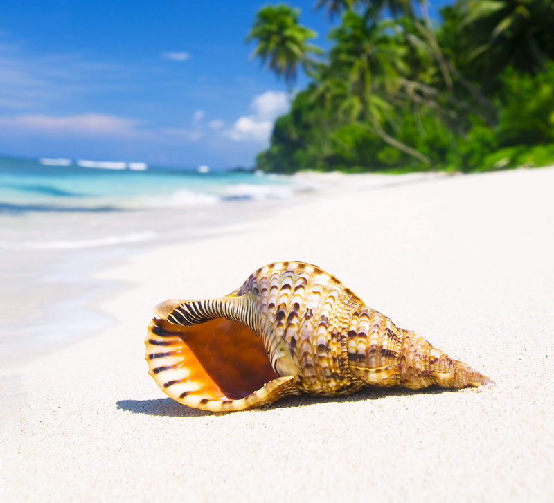 blue, the ocean, water, tropics, shell, day, vacation, marine, tropical, horizon over water, 4K, beach, sea, land, brown, sky, one animal, no people, animal themes