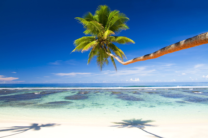 vacation, palm tree, tranquility, horizon, summer, no people, emerald, plant, shore, tropics, coconut palm tree, ocean, tahiti, turquoise colored, beach