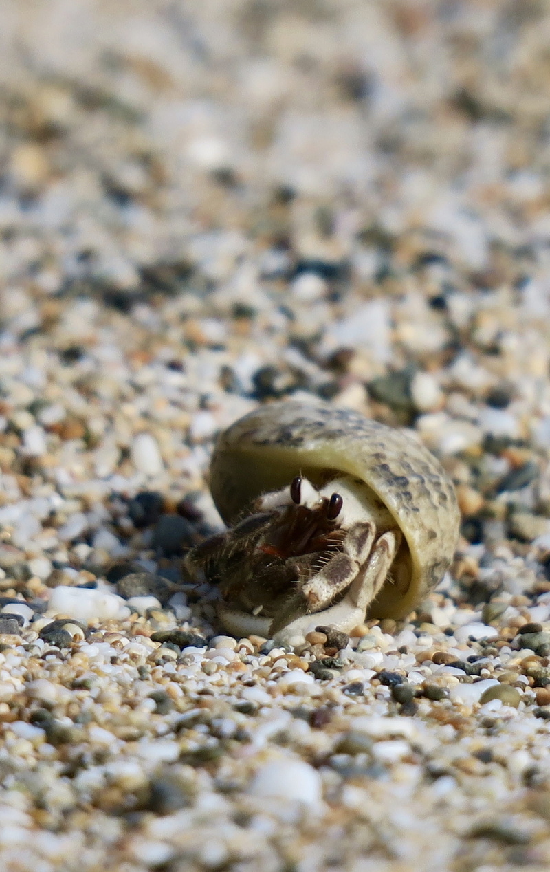 sea, marine life, animal, animal themes, one animal, no people, sea life, close-up, beach, marine, marine animals, animals in the wild, land, nature, animal shell