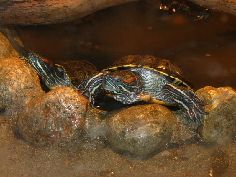 animals In The Wild, swimming Animal, close-up, two, underwater, shell, animal themes, tortoise, 2K, aquatic Reptile, nature, pets, rock, living Organism