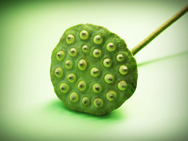 freshness, asia, healthy eating, fruit, background, flora, closeup, tropical, seedpod, waterlily, ingredient, lily, organic, indian, pod, dessert, medicine