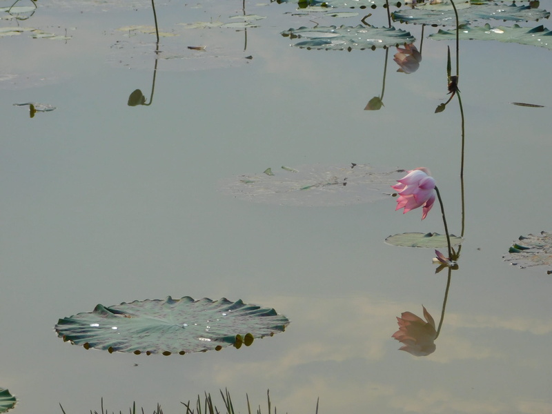 waterfront, day, tranquility, plant, leaf, organic, water, aquatic plant, bloom, water lily, nature, plant part, outdoors, no people, lake, lotus, beauty in nature