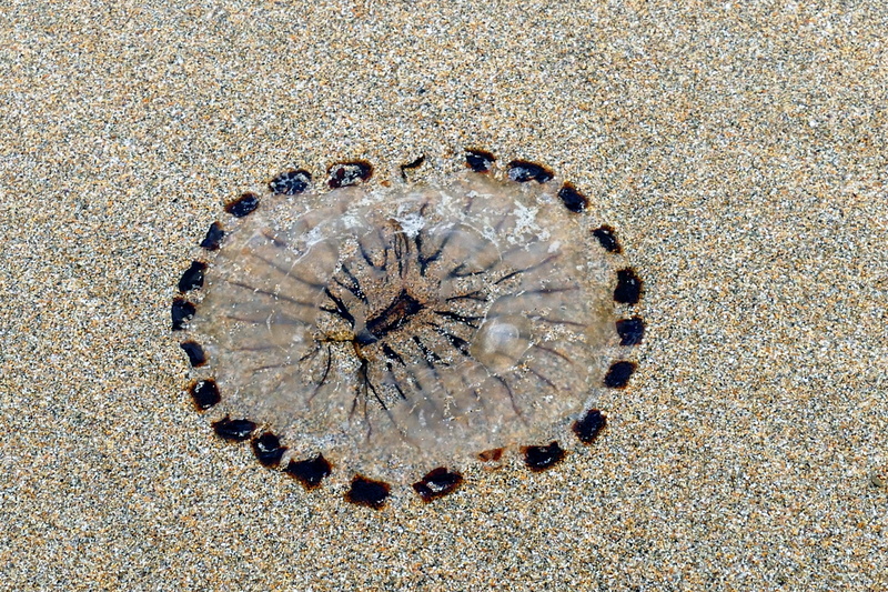 outdoors, fossil, marine, animals in the wild, sand, solid, summer, organism, washed, animal wildlife, jelly, ocean, colorful, cnidaria, coast, animal