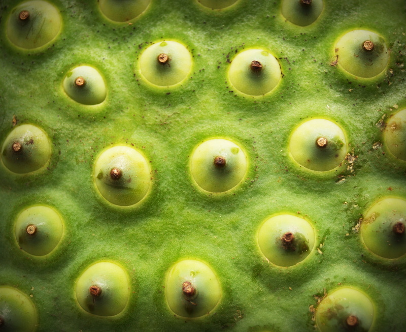 closeup, healthy eating, beautiful, cactus, food and drink, succulent plant, lake, no people, food, shape, leaf, background, dessert, lotus, indian, full frame