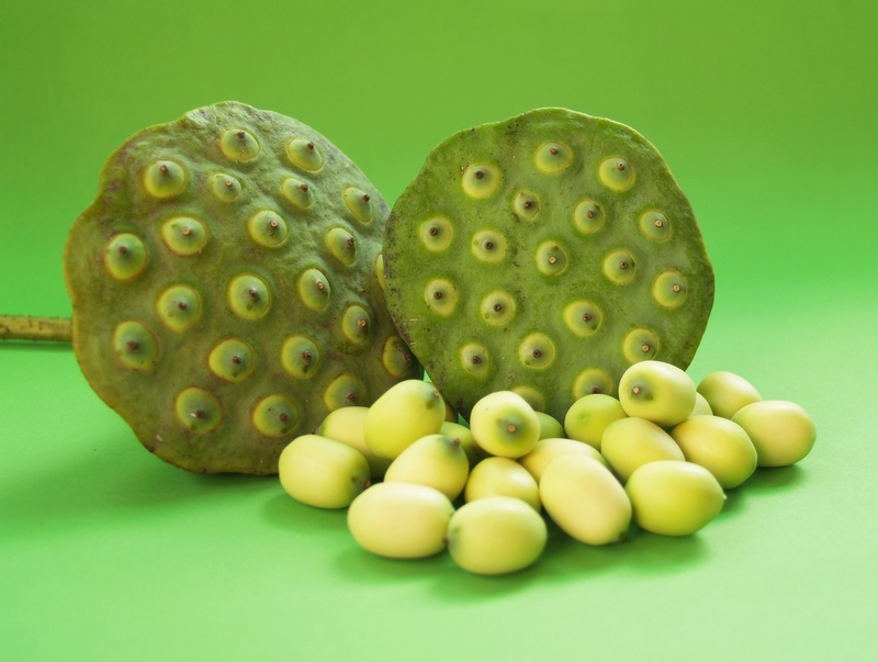 seed, selective focus, up, organic, background, ingredient, green background, botany, indian, east, pod, green, isolated, care, lily, fruit, nut, group