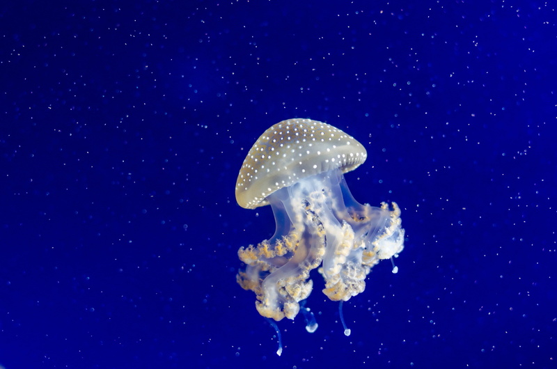 cnidarian, marine, blue, animal, stinger, saltwater, wildlife, poisonous, wild, outdoors, aquarium, tentacles, jellyfish, animals in the wild, floating on water