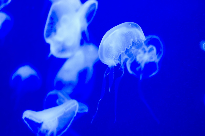 Jellyfish, 4K, tank, sea life, water, invertebrate, nature, no people, swimming, aquatic organisms, sea, marine, animal, blue, Aquarium, floating on water
