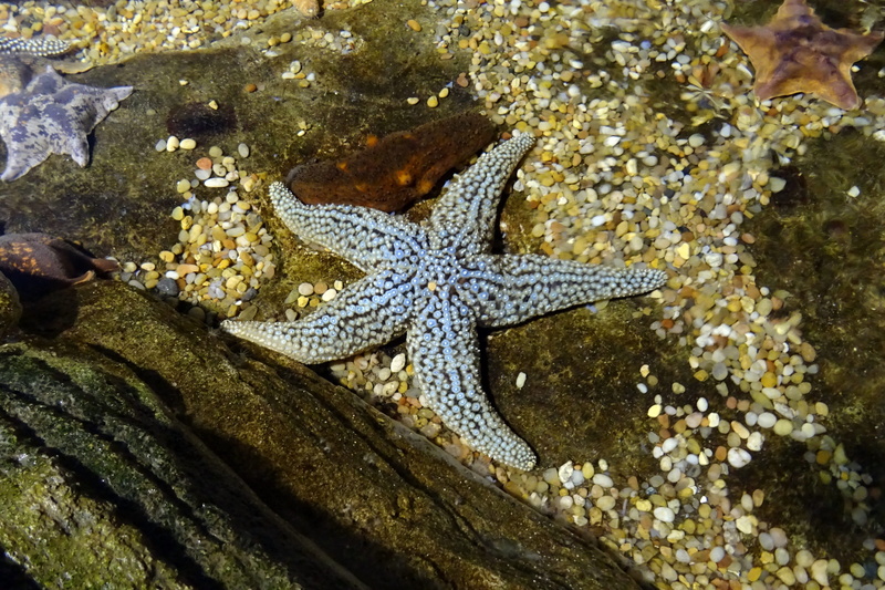 undersea, water, no people, bay aquarium, aquatic, starfish, exotic, shape, usa, rock, 2K, aquarium, vertebrate, fish, swimming, star shape, one animal