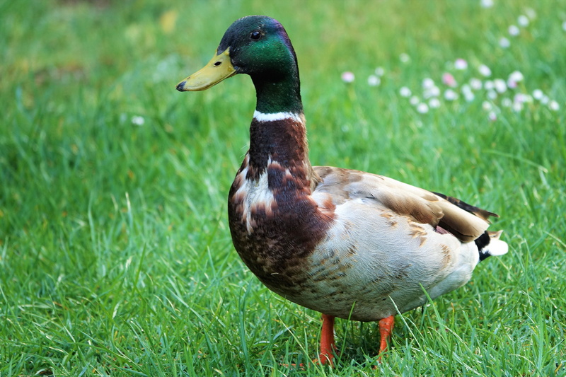 grass, no people, animal wildlife, duck bird, field, 4K, one animal, mallard, plant, outdoors, day, water supply equipment organ, mallard duck, aquatic animal