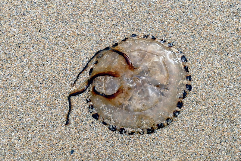summer, animal Shell, aquatic, creature, life, seaside, outdoors, no people, marine, 5K, seashore, coast, jelly, colorful, land, Beach, brown, animal themes