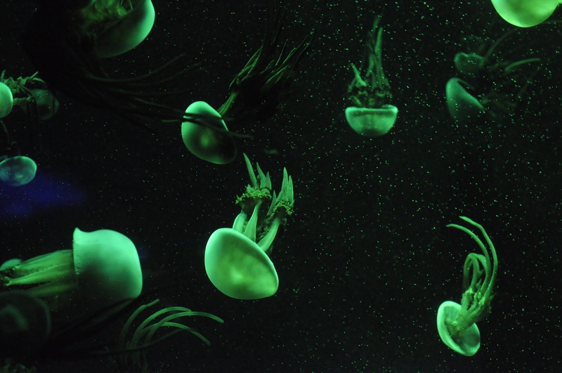 aquatic organisms, black background, no people, animal, 4K, floating on water, school of fish, animals in the wild, sea, group of animals, marine life