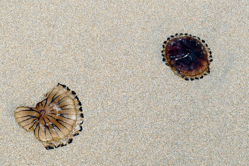 creature, brown, shell, Beach, land, coast, seaside, day, Sand, washed, life, sealife, wildlife, Nature, high angle view, cnidaria, close-up, insect, outdoors