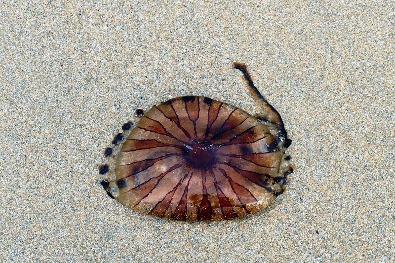 Nature, seaside, sealife, ocean, Jellyfish, cnidaria, directly above, seashore, Sand, life, day, danger, animals in the wild, creature, fish, land, organism