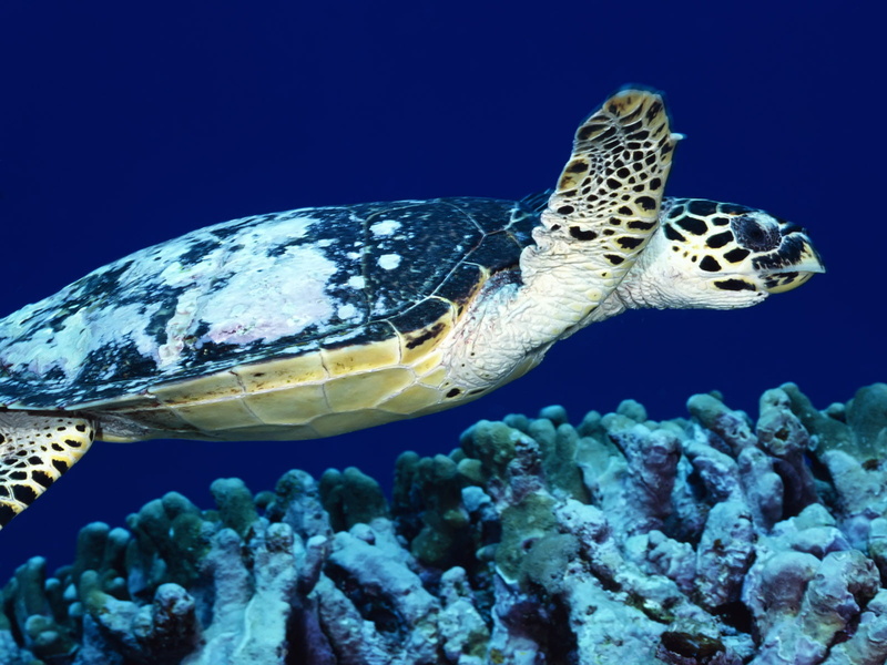 swimming, aquatic, organ, nobody, marine life, Loggerhead Turtle, close-up, body of water, closeup, organic, Papua New Guinea, reef, close up, green Turtle