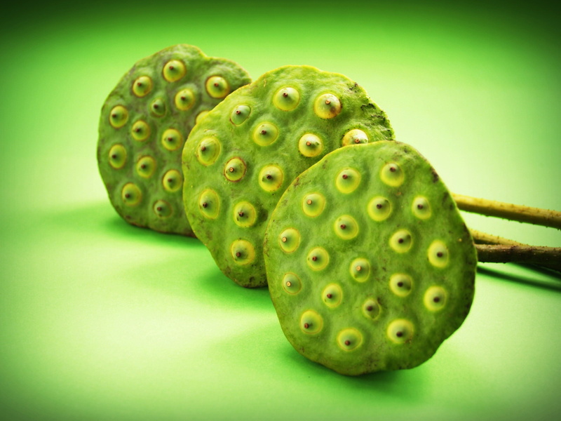 seedpod, care, group, fresh, healthy eating, lily, aquatic, ingredient, water, waterlily, seed, macro, natural, river, pod, vegetable, asia, asian, fruit