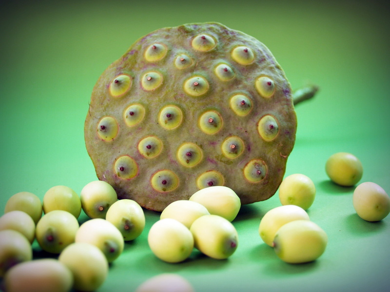 lake, indian, flora, fruit, ingredient, still life, medicine, herbal, food, pod, organic, freshness, natural, nut, dessert, river, green background, large group of objects