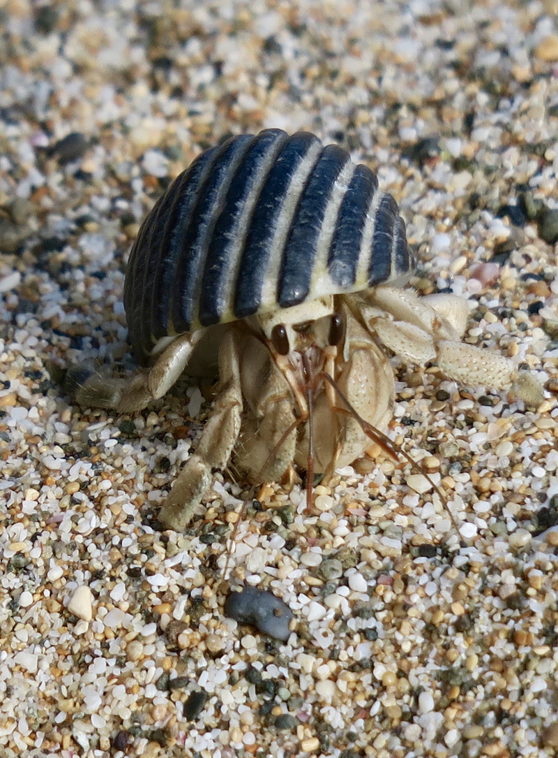 natural, one animal, crustacean, animal, aquatic organisms, marine animals, marine life, land, animal shell, 2K, crab, crustaceans, nature, animal themes