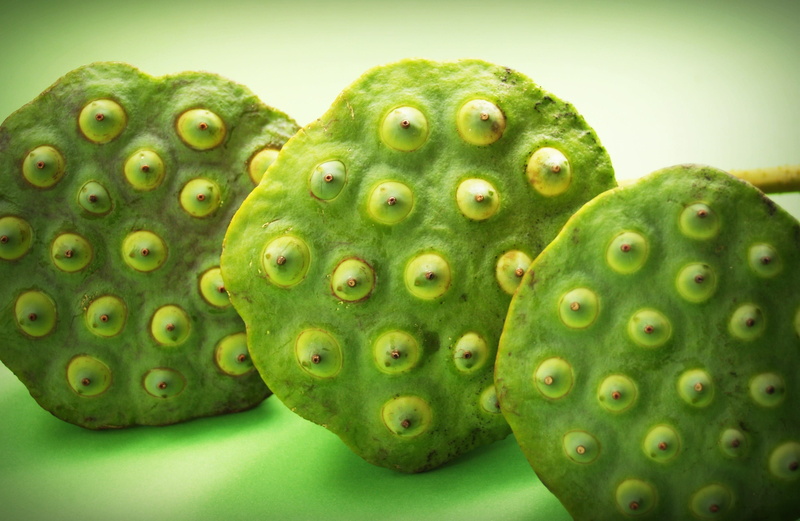 lily, ingredient, round, produce, botany, care, no people, close, nut, sweet, asia, beautiful, seedpod, food, pattern, group, up, wellbeing, beauty in nature